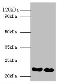 Invitrogen Interferon alpha-21 Polyclonal Antibody 100 &mu;g; Unconjugated:Antibodies,