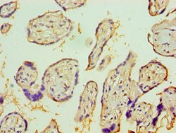 Invitrogen&trade;&nbsp;IL1R1 Polyclonal Antibody