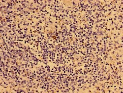Invitrogen IL2RG Polyclonal Antibody 100 &mu;g; Unconjugated:Antibodies,