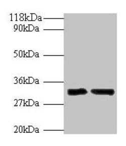 Invitrogen IL-33 Polyclonal Antibody 100 &mu;g; Unconjugated:Antibodies,
