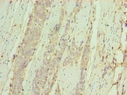 Invitrogen CD127 Polyclonal Antibody 100 &mu;L; Unconjugated:Antibodies,
