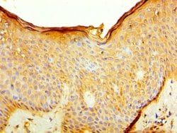 Invitrogen CD127 Polyclonal Antibody 100 &mu;L; Unconjugated:Antibodies,