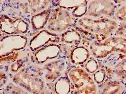 Invitrogen ILVBL Polyclonal Antibody 100 &mu;g; Unconjugated:Antibodies,