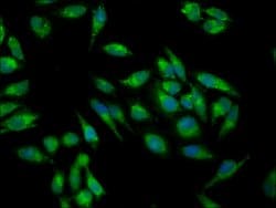 Invitrogen IMPDH2 Polyclonal Antibody 100 &mu;g; Unconjugated:Antibodies,