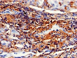 Invitrogen IMPDH2 Polyclonal Antibody 100 &mu;g; Unconjugated:Antibodies,