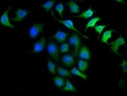 Invitrogen INMT Polyclonal Antibody 100 &mu;g; Unconjugated:Antibodies,