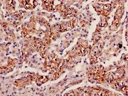Invitrogen INMT Polyclonal Antibody 100 &mu;g; Unconjugated:Antibodies,