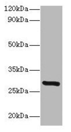Invitrogen INMT Polyclonal Antibody 100 &mu;g; Unconjugated:Antibodies,