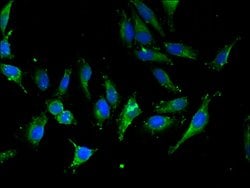 Invitrogen Importin 13 Polyclonal Antibody 100 &mu;g; Unconjugated:Antibodies,
