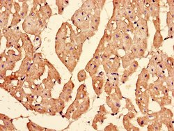 Invitrogen Importin 13 Polyclonal Antibody 100 &mu;g; Unconjugated:Antibodies,