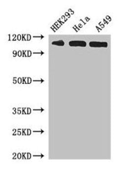 Invitrogen Importin 13 Polyclonal Antibody 100 &mu;g; Unconjugated:Antibodies,