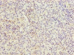 Invitrogen CD11a Polyclonal Antibody 100 &mu;g; Unconjugated:Antibodies,