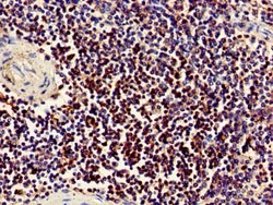 Invitrogen CD11a Polyclonal Antibody 100 &mu;g; Unconjugated:Antibodies,