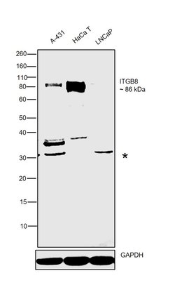 Invitrogen ITGB8 Polyclonal Antibody 100 &mu;L; Unconjugated:Antibodies,