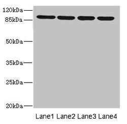 Invitrogen ITGB8 Polyclonal Antibody 100 &mu;L; Unconjugated:Antibodies,