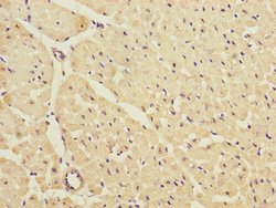 Invitrogen Kir2.3 (KCNJ4) Polyclonal Antibody 100 &mu;L; Unconjugated:Antibodies,