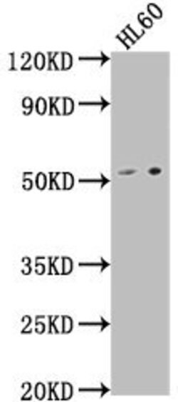 LCHN Polyclonal Antibody:Antibodies, Polyclonal