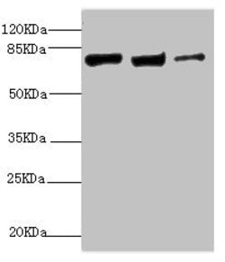 Invitrogen KIF3A Polyclonal Antibody 100 &mu;L; Unconjugated:Antibodies,