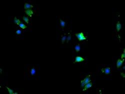 Invitrogen KPNA2 Polyclonal Antibody 100 &mu;g; Unconjugated:Antibodies,