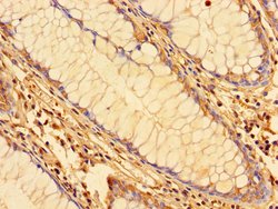 Invitrogen KPNA2 Polyclonal Antibody 100 &mu;g; Unconjugated:Antibodies,
