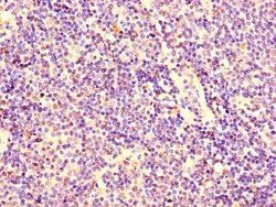 Invitrogen KPNA2 Polyclonal Antibody 100 &mu;g; Unconjugated:Antibodies,