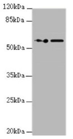 Invitrogen KPNA6 Polyclonal Antibody 100 &mu;L; Unconjugated:Antibodies,