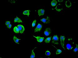Invitrogen Cytokeratin 10 Polyclonal Antibody 100 &mu;g; Unconjugated:Antibodies,