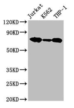 Invitrogen L-Plastin Polyclonal Antibody 100 &mu;g; Unconjugated:Antibodies,