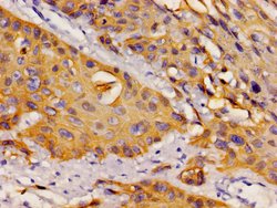 Invitrogen DYNLL1 Polyclonal Antibody 100 &mu;g; Unconjugated:Antibodies,