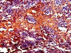 Invitrogen DYNLL1 Polyclonal Antibody 100 &mu;g; Unconjugated:Antibodies,