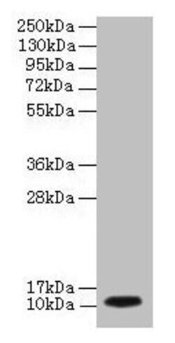 Invitrogen DYNLL1 Polyclonal Antibody 100 &mu;g; Unconjugated:Antibodies,