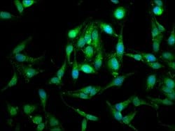 Invitrogen LETM1 Polyclonal Antibody 100 &mu;g; Unconjugated:Antibodies,
