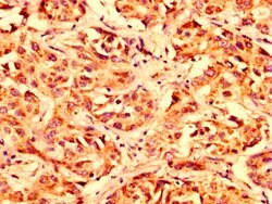 Invitrogen LETM1 Polyclonal Antibody 100 &mu;g; Unconjugated:Antibodies,