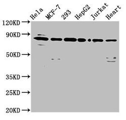 Invitrogen LETM1 Polyclonal Antibody 100 &mu;g; Unconjugated:Antibodies,