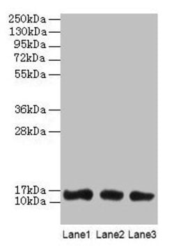 Invitrogen Galectin 1 Polyclonal Antibody 100 &mu;g; Unconjugated:Antibodies,