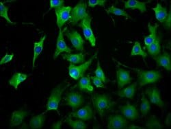 Invitrogen LILRB3 Polyclonal Antibody 100 &mu;g; Unconjugated:Antibodies,