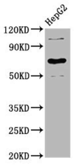 Invitrogen LILRB3 Polyclonal Antibody 100 &mu;g; Unconjugated:Antibodies,