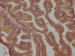Invitrogen EDG4 Polyclonal Antibody 100 &mu;L; Unconjugated:Antibodies,