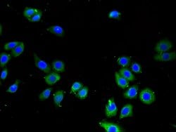 Invitrogen LPXN Polyclonal Antibody 100 &mu;g; Unconjugated:Antibodies,