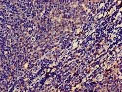 Invitrogen LPXN Polyclonal Antibody 100 &mu;g; Unconjugated:Antibodies,
