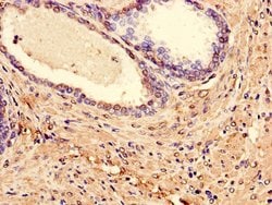 Invitrogen LPXN Polyclonal Antibody 100 &mu;g; Unconjugated:Antibodies,