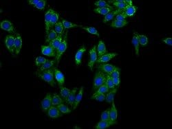Invitrogen LRP130 Polyclonal Antibody 100 &mu;g; Unconjugated:Antibodies,