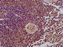 Invitrogen LRP130 Polyclonal Antibody 100 &mu;g; Unconjugated:Antibodies,
