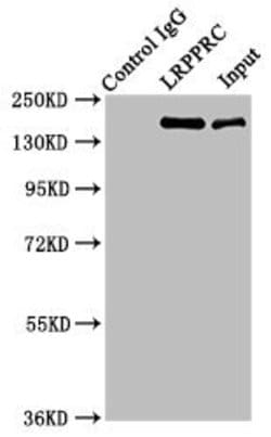 Invitrogen LRP130 Polyclonal Antibody 100 &mu;g; Unconjugated:Antibodies,