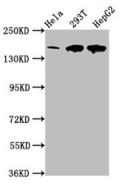 Invitrogen LRP130 Polyclonal Antibody 100 &mu;g; Unconjugated:Antibodies,