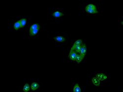 Invitrogen LUZP2 Polyclonal Antibody 100 &mu;g; Unconjugated:Antibodies,