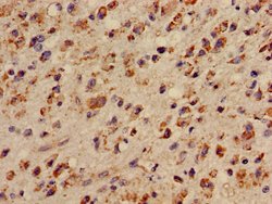 Invitrogen LUZP2 Polyclonal Antibody 100 &mu;g; Unconjugated:Antibodies,