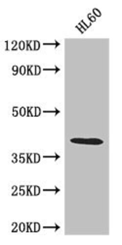 Invitrogen LUZP2 Polyclonal Antibody 100 &mu;g; Unconjugated:Antibodies,