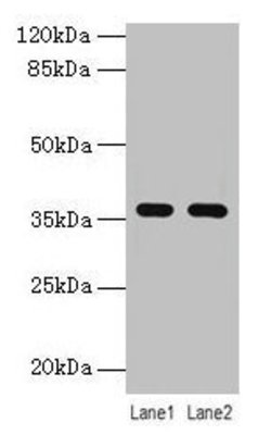 Invitrogen LYPD3 Polyclonal Antibody 100 &mu;g; Unconjugated:Antibodies,