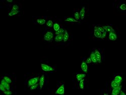 Invitrogen TIP47 Polyclonal Antibody 100 &mu;g; Unconjugated:Antibodies,